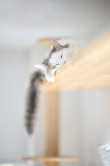 Portrait of white cat relaxing on wooden shelf