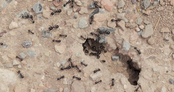 Ant colony building nest