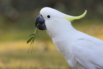 A cute Sulphur crested Cockatoo eating a piece of grass on the Gold Coast in Queensland, Australia.