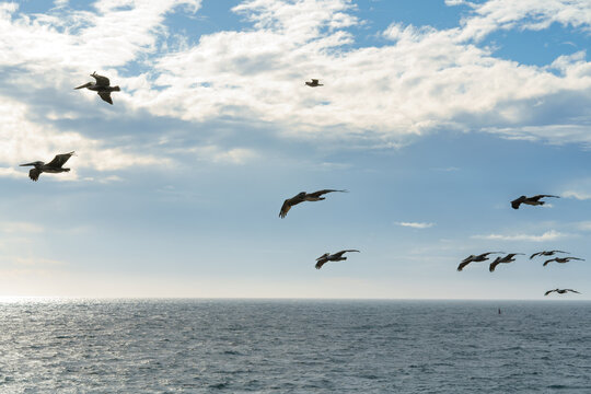 Flock ofpelicans flying over the sea, and a cloudy sky in the background
