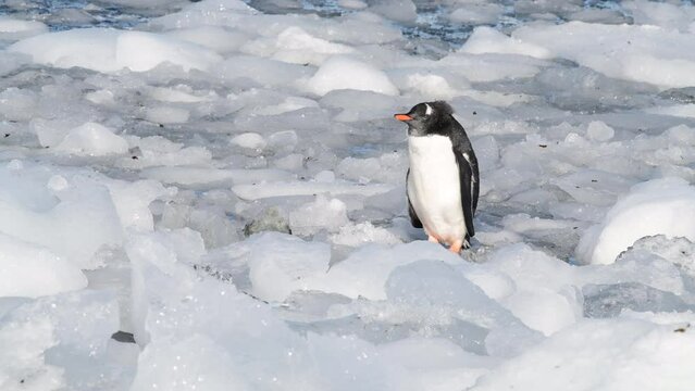 Gentoo Penguin chick stuck in ice in Antarctica