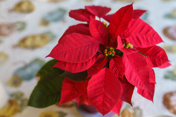 Red Poinsettia flower, Euphorbia Pulcherrima, or Nochebuena. Christmas Star flower close-up on a table