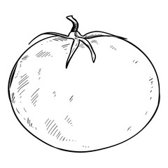 tomato hand drawn illustration