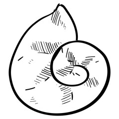 shell beach handdrawn illustration 