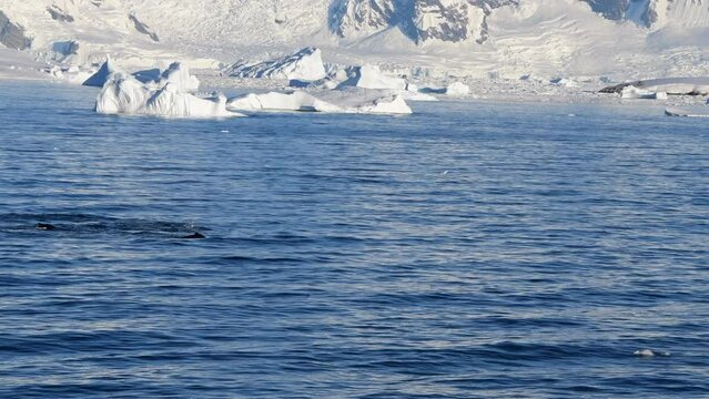 Humpback whales tale diving in Antarctica