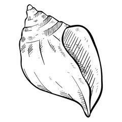 sea shell hand drawn illustration