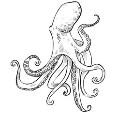 conch shell hand drawn illustration