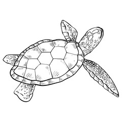 conch shell hand drawn illustration