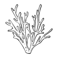 steering wheel hand drawn illustration