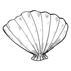 tulip shell hand drawn illustration