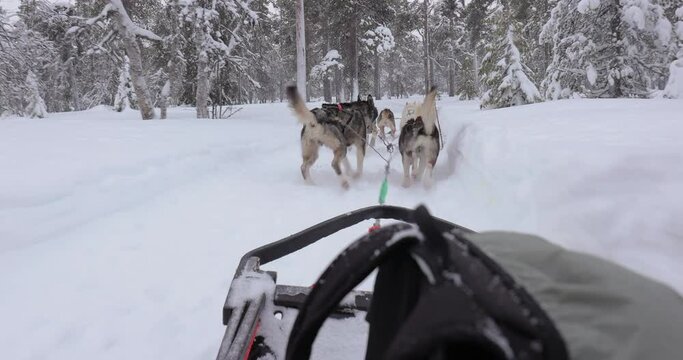 Dog sled ride in Finland