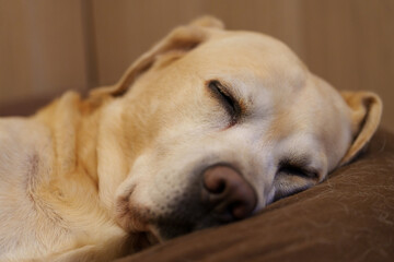 ラブラドールレトリバー labrador retriever 大型犬