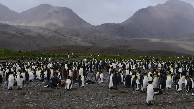 A giant King Penguin Colony at Gold Harbour, South Georgia Island. 