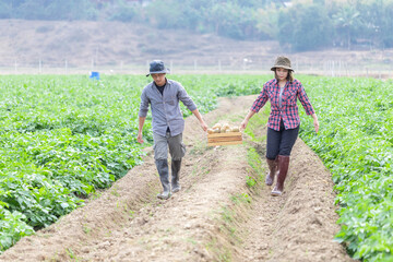 Couple smart farmers working in vegetables potatoes farm with happiness.