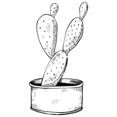 succulents plant hand drawn