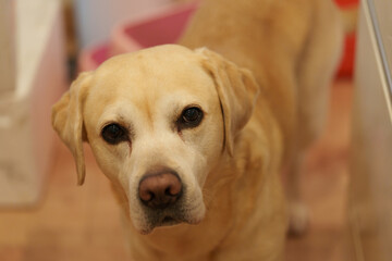 ラブラドール レトリーバー labrador retriever 大型犬