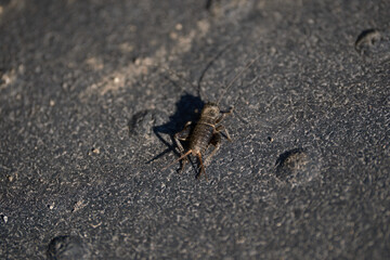 コオロギの後ろ姿