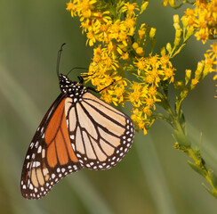 Monarch butterfly feeding on yellow flowers of Solidago or Goldenrod in Galveston Park, Texas