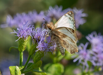 Laviana White-skipper (Heliopetes laviana) at National Butterfly Center, Mission