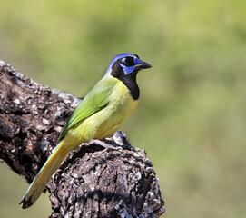 The green jay (Cyanocorax luxuosus) at National Garden Center, Mission, Texas