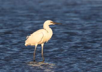 White morph reddish egret (Egretta rufenses) fishing in Galveston Bay