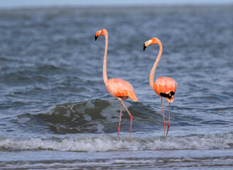 American flamingo (Phoenicopterus ruber) Galveston, Texas