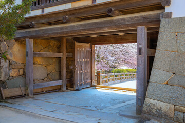 Hikone Castle in Shiga prefecture Japan during full bloom cherry blossom season
