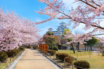 Himeji Castle AKA White Heron Castle  in Hyogo, Japan with beautiful full bloom sakura in spring.