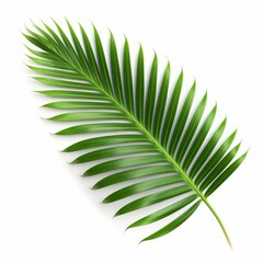 Obraz premium Palm leaf branch tropic summer isolated backgrounds 3d illustration, Generative AI 