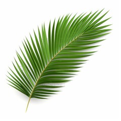 Obraz premium Palm leaf branch tropic summer isolated backgrounds 3d illustration, Generative AI 