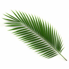 Palm leaf branch tropic summer isolated backgrounds 3d illustration, Generative AI 