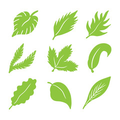 collection of green leaves