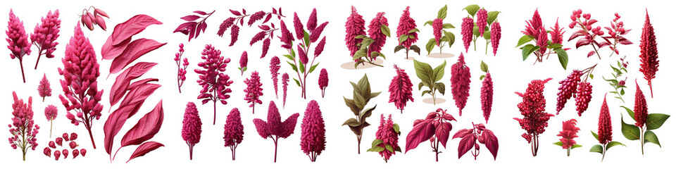 Amaranthus  Flower Set Concept Props For Icon Designing Hyperrealistic Highly Detailed Isolated On Transparent Background Png File