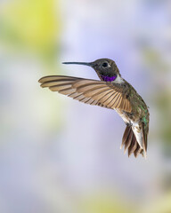 Male Black-chinned Hummingbird in Flight