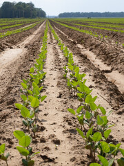 Close up Low Angle View of Rows of Soybean Seedlings in an Agricultural Field in Arkansas