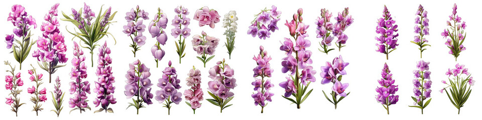 Angelonia  Flower Set Concept Props For Icon Designing Hyperrealistic Highly Detailed Isolated On Transparent Background Png File