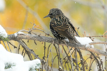 European Starling atop a snowy branch