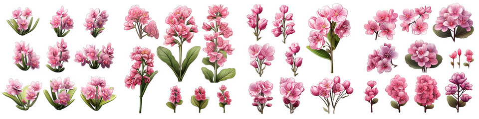 Bergenia  Flower Set Concept Props For Icon Designing Hyperrealistic Highly Detailed Isolated On Transparent Background Png File