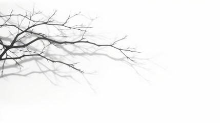Realistic tree branches shadow blur isolate on white backgrounds 3d render, Generative AI 