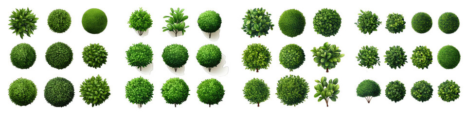 Boxwood  Flower Set Concept Props For Icon Designing Hyperrealistic Highly Detailed Isolated On Transparent Background Png File - obrazy, fototapety, plakaty