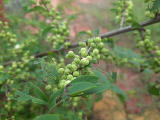 Commiphora wightii plant.  Guggul plant.