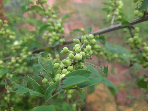 Commiphora wightii plant.  Guggul plant.