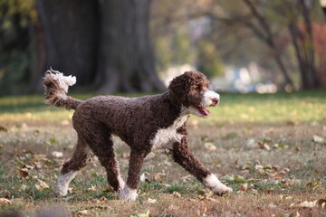 Bernedoodle dog walking in the park