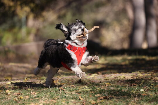 Miniature Aussie doodle running with large stick