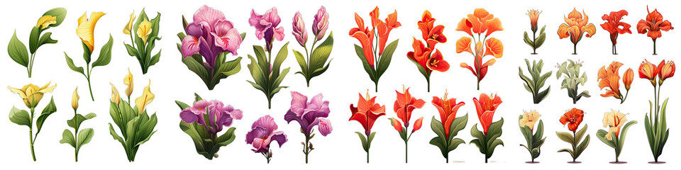 Canna Lily  Flower Set Concept Props For Icon Designing Hyperrealistic Highly Detailed Isolated On Transparent Background Png File