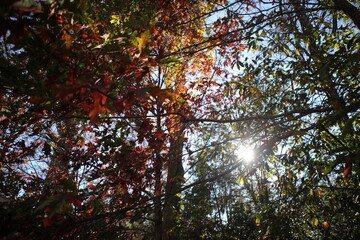 Autumn leaves in the trees, Bethesda, Maryland