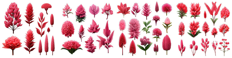 Celosia  Flower Set Concept Props For Icon Designing Hyperrealistic Highly Detailed Isolated On Transparent Background Png File