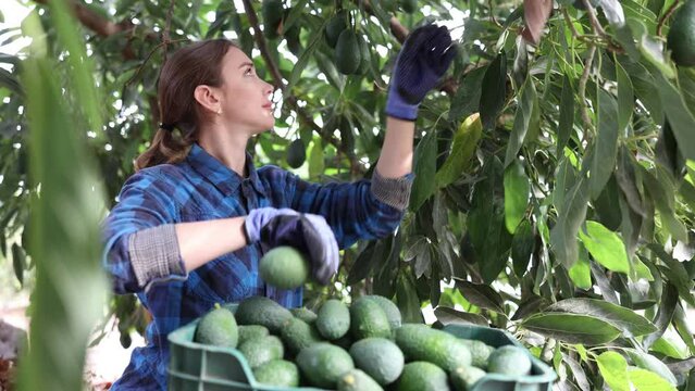 Positive farmer woman collecting avocados among leafy avocado trees in large avocado plantation