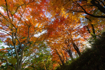 紅葉もみじ