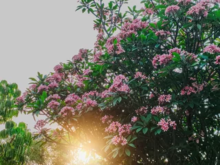 Fotobehang Plumeria Rubra is known as Red Frangipani, Paucipan, Jasmine, or Temple Tree with sunlight leak. Tropical plantation. © David